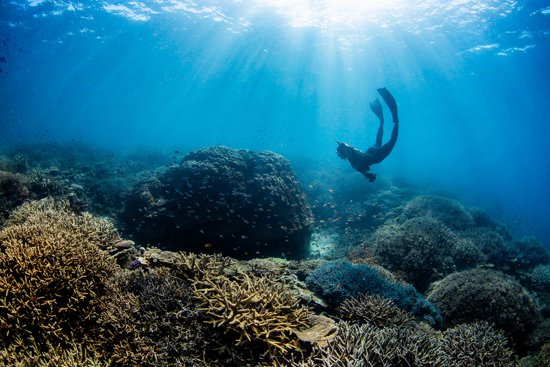 A snorkeler with long fins glides above a coral reef while sunbeams filter down through the water and schools of small fish swim past
