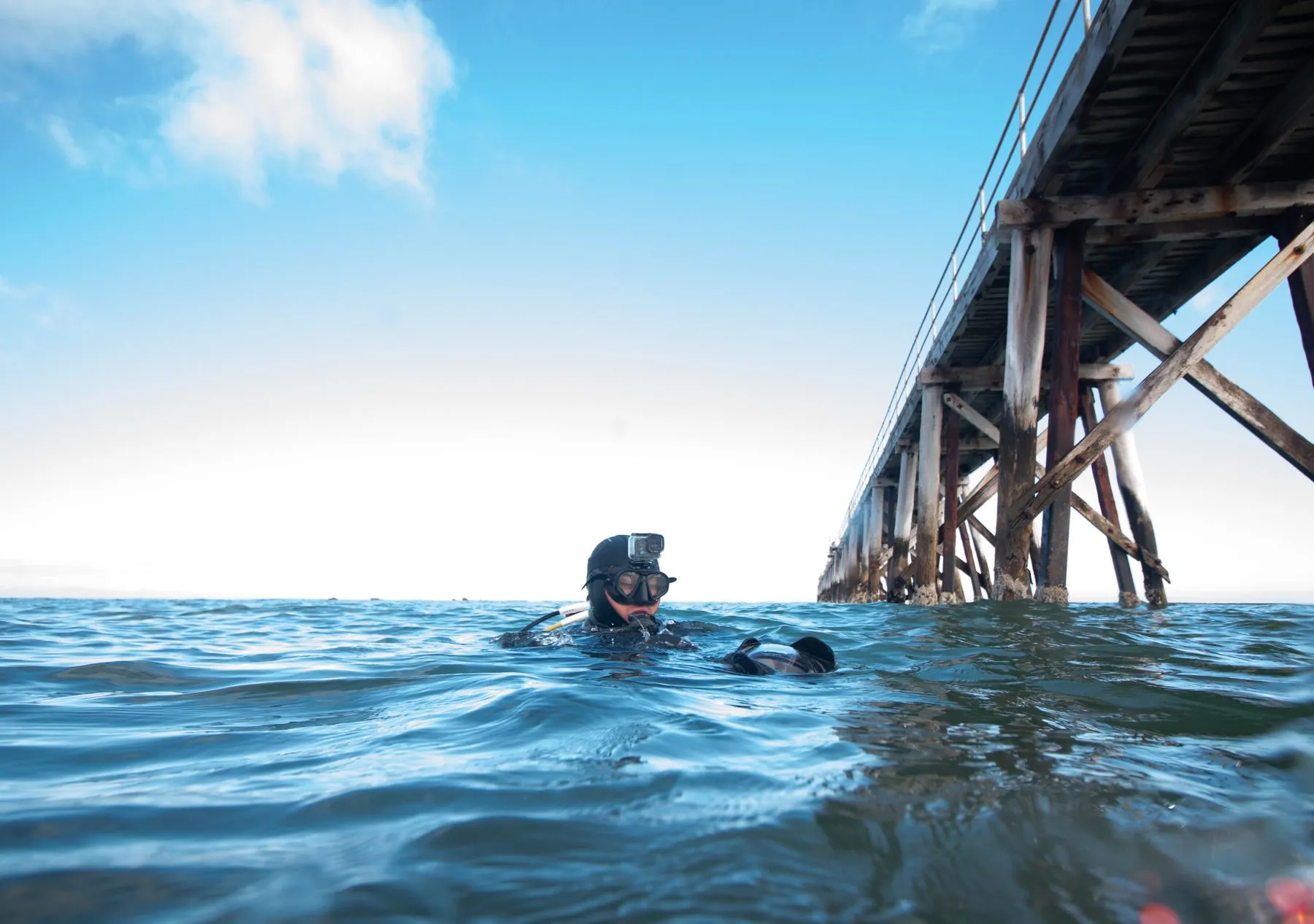 A diver surfaces beside Port Noarlunga jetty in South Australia