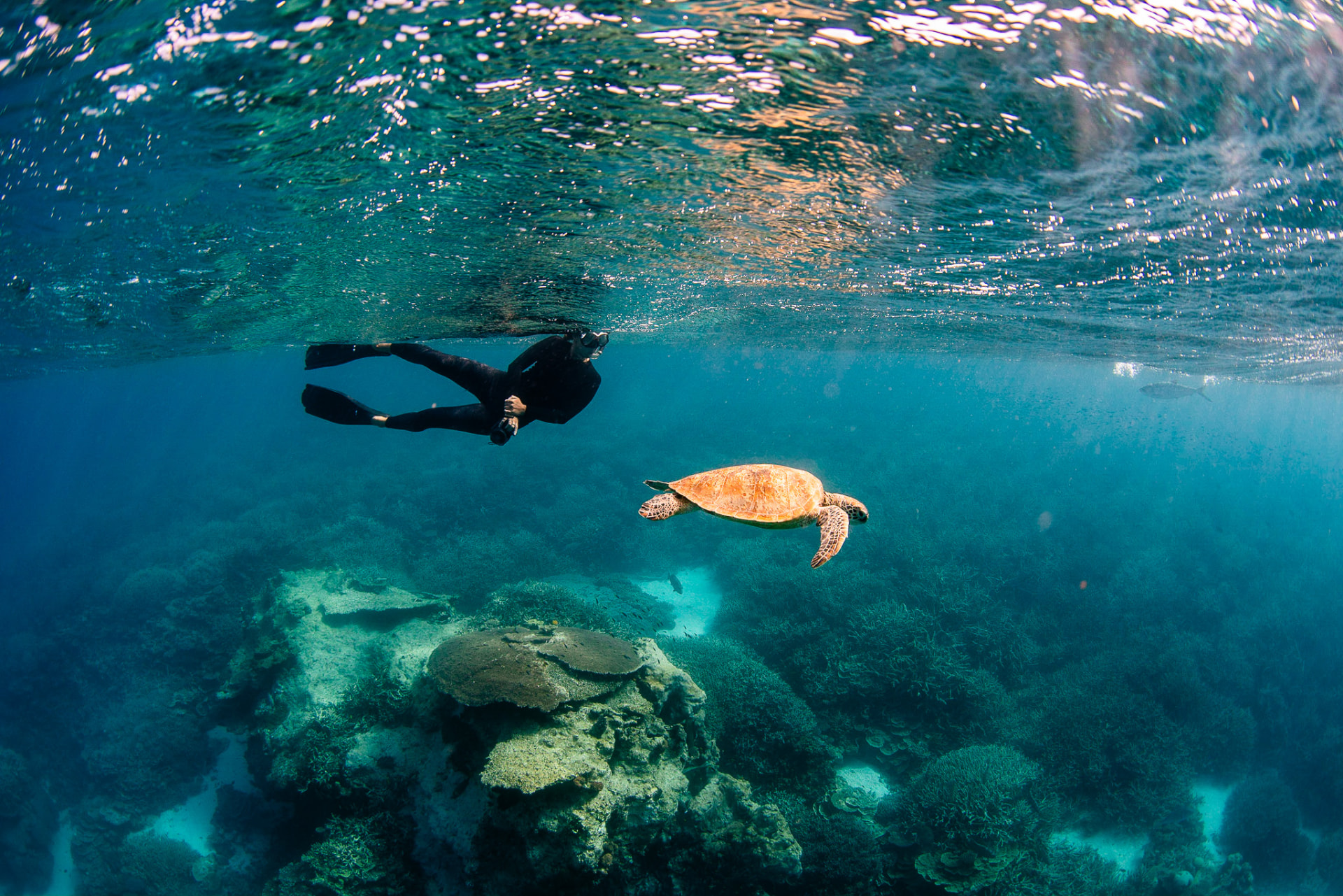 A snorkeller gliding above a coral reef beside a sea turtle