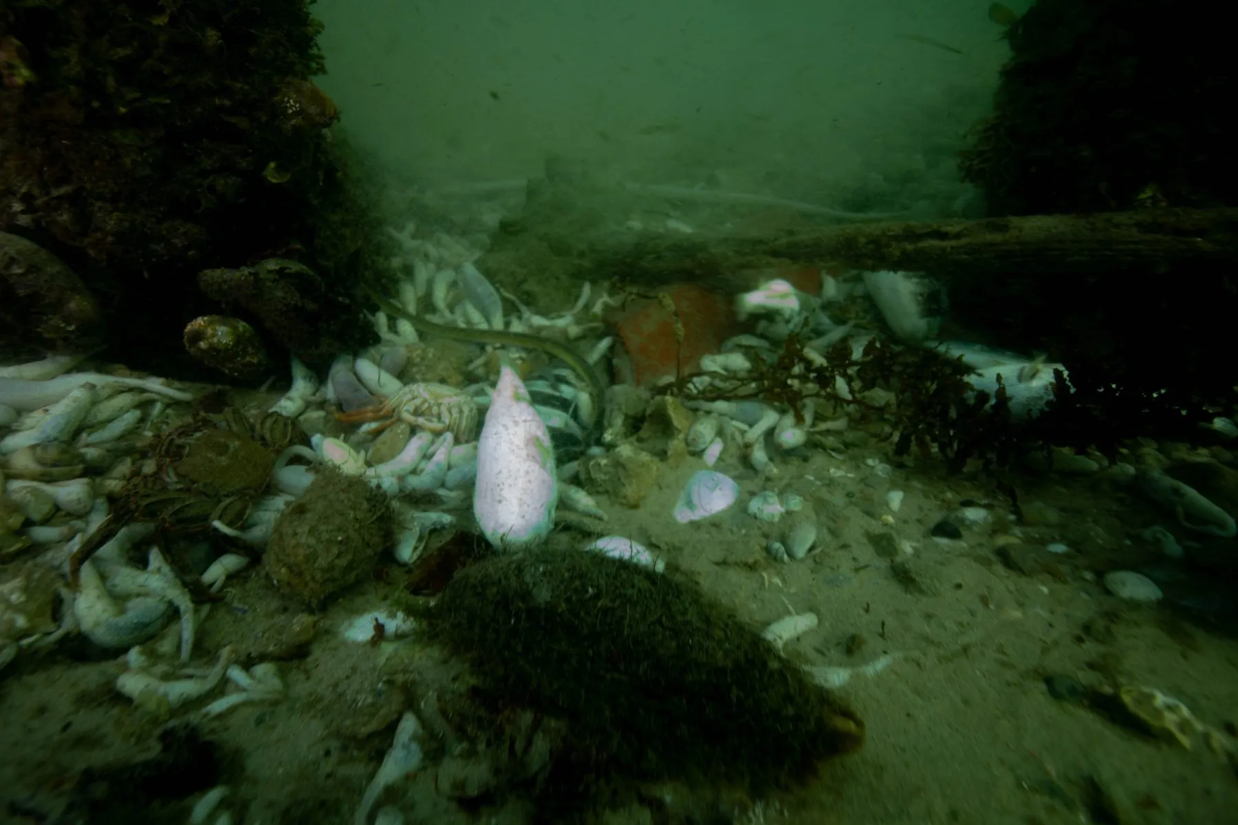 Dead shells and marine life scattered on the seabed in South Australia