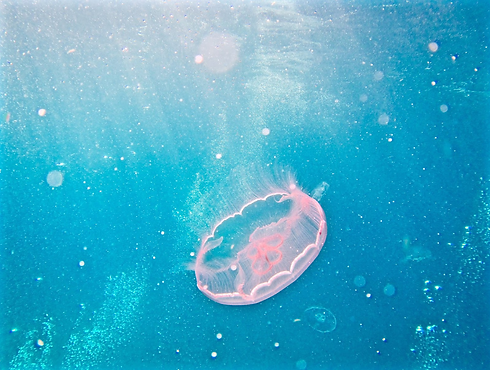 The Aurelia aurita. Photo credits: Abigail Carswell