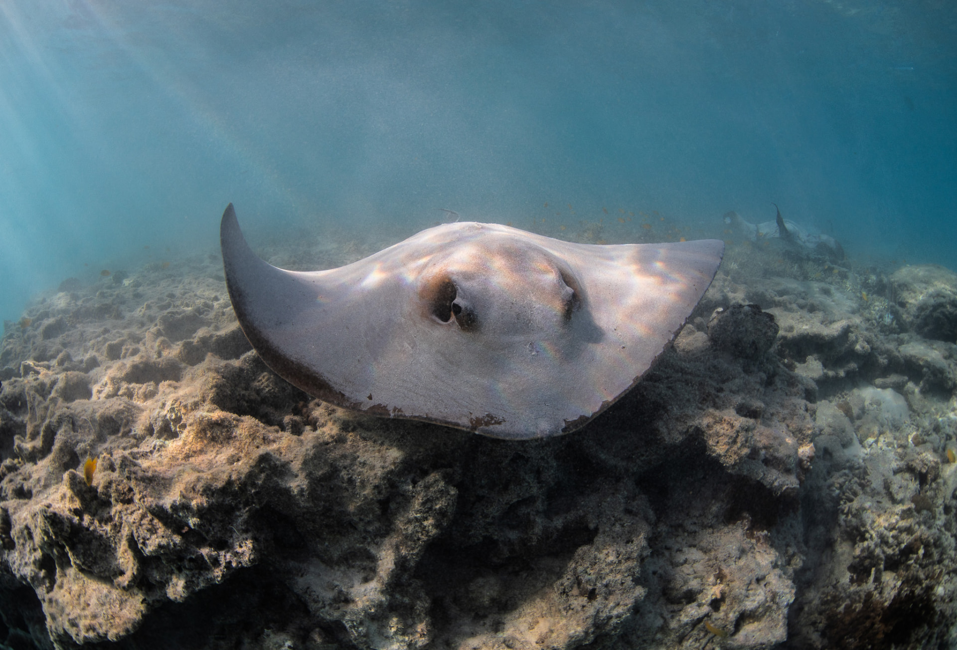 A large gray stingray swimming low over a rugged coral reef in clear blue ocean water with sunlight filtering down from above