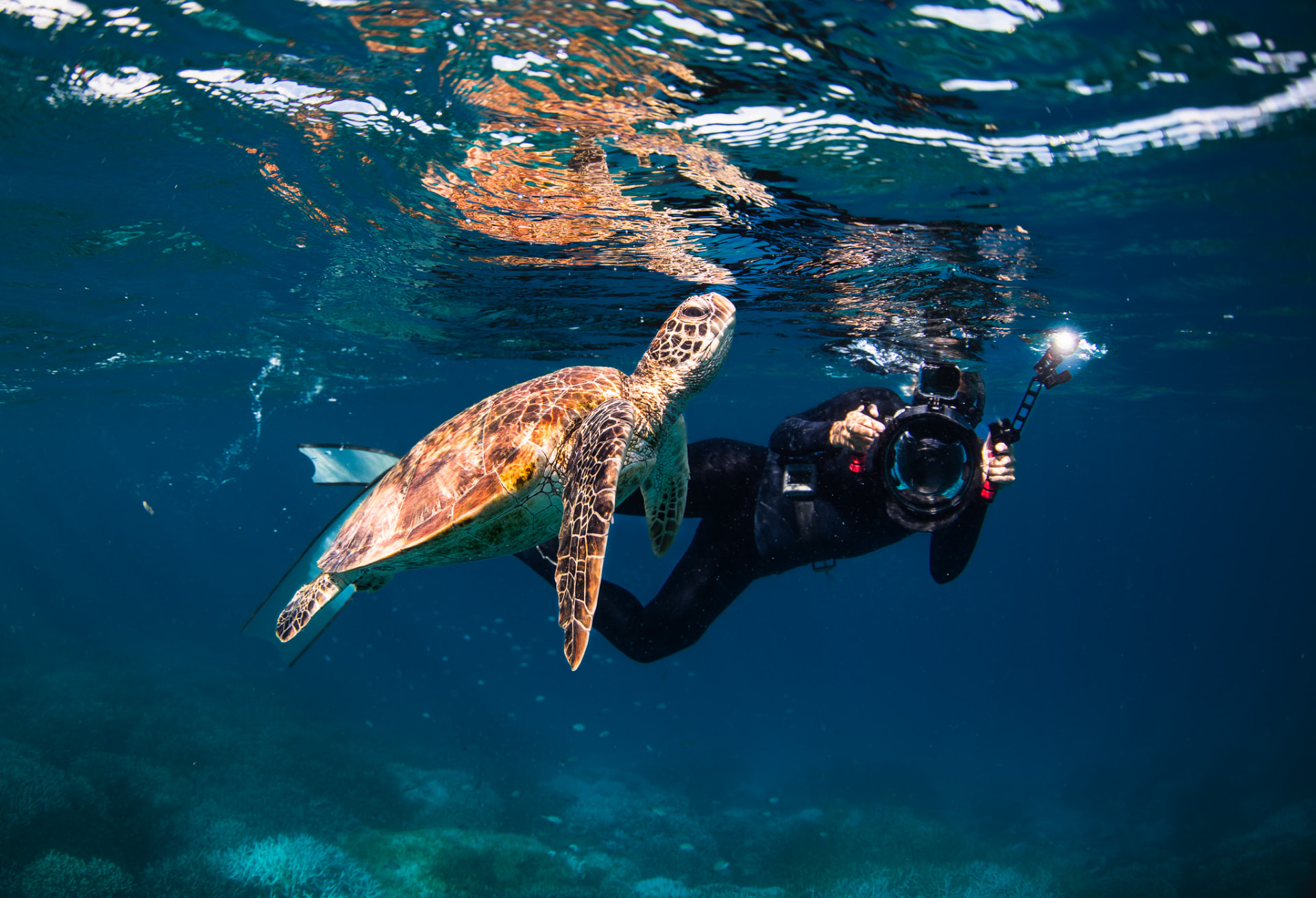 A diver filming a sea turtle just beneath the water's surface