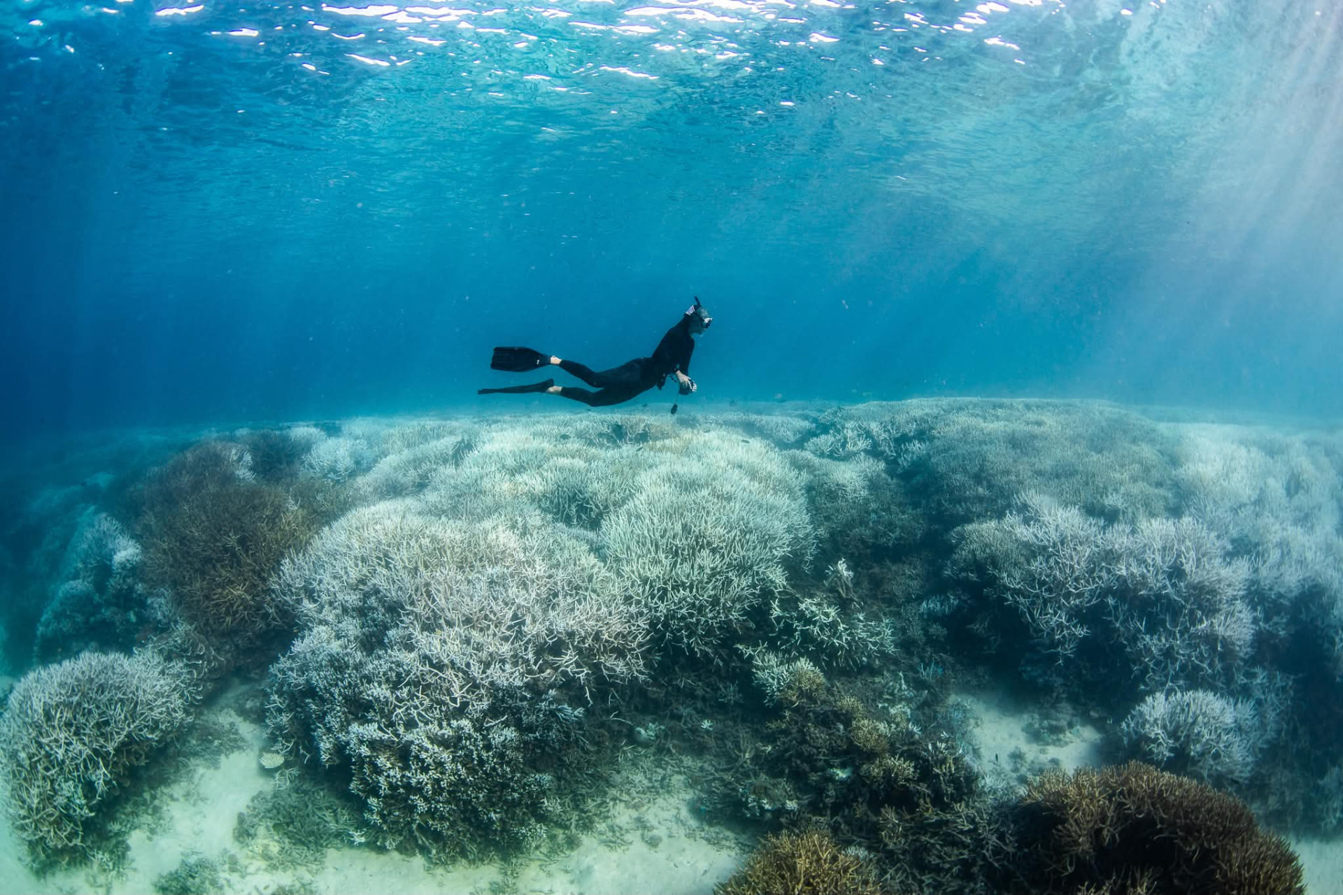 A snorkeller swimming above bleached staghorn coral