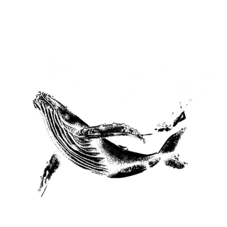 Endorsing dive business 2
